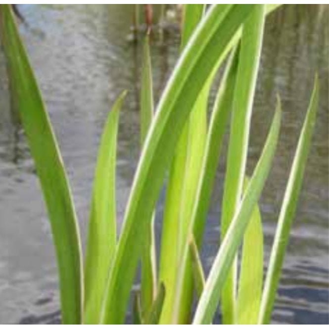 Acorus Calamus 'Variegatus' Potted