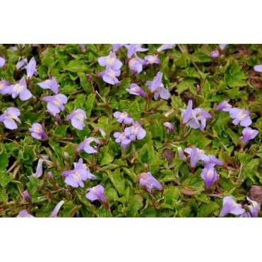 Mazus Reptans Potted