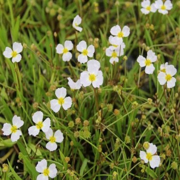 Baldellia Ranunculoides Potted