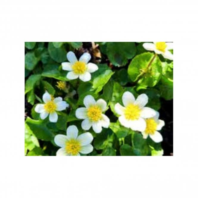 Caltha Palustris Alba Potted