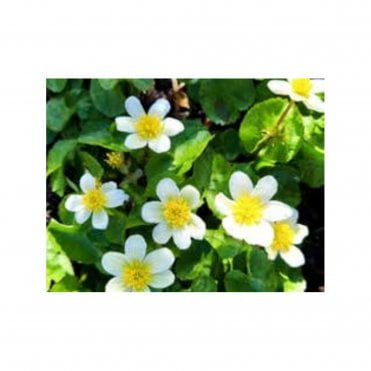 Caltha Palustris Alba Potted