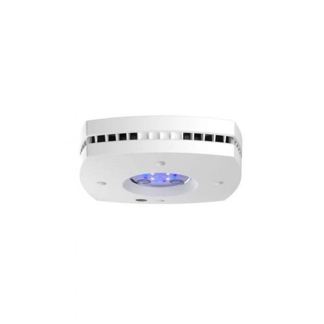 AI  Prime 16HD Freshwater White