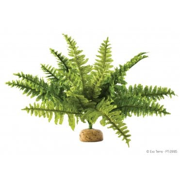 Boston Fern - Medium