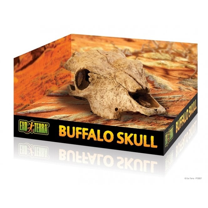 Exo Terra  Buffalo Skull