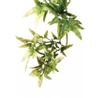 Croton (Plastic)