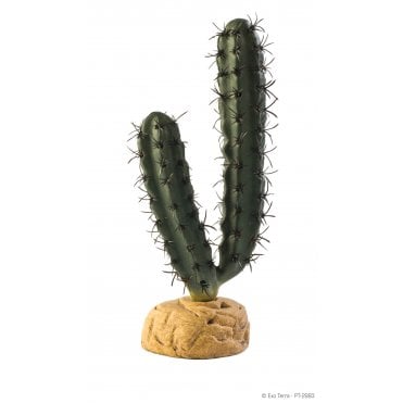 Finger Cactus