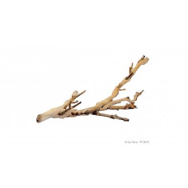 Forest Branch - Medium