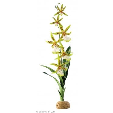 Spider Orchid