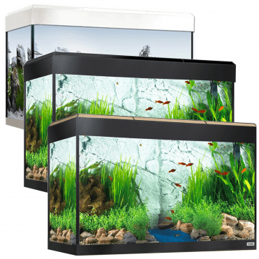 Roma 125 - Aquarium Only