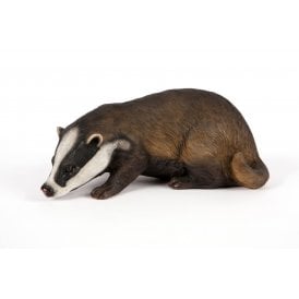 Baby Badger Drinking