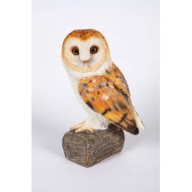 Baby Barn Owl