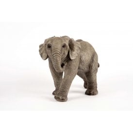 Baby Elephant