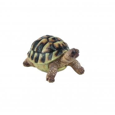 Baby Galapagos Tortoise