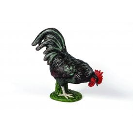 Black Cockerel
