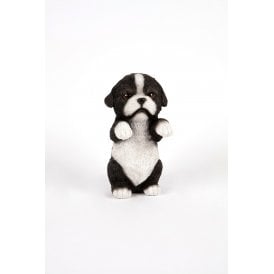 Border Collie Pup