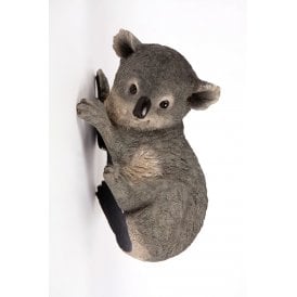 Climbing Koala