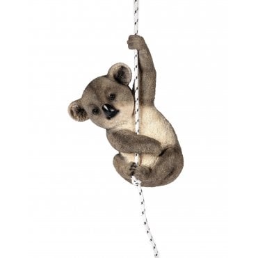 Climbing Koala