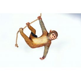 Climbing Macaque