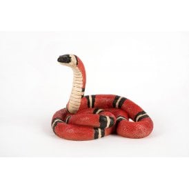 Coral Snake