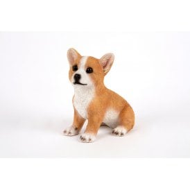 Corgi Pup