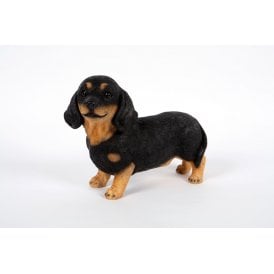 Dachshund Standing