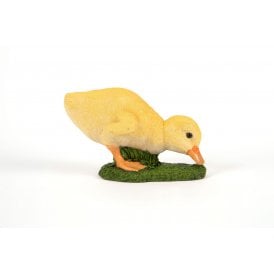 Feeding Duckling