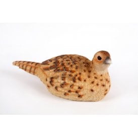 Female Pheasant
