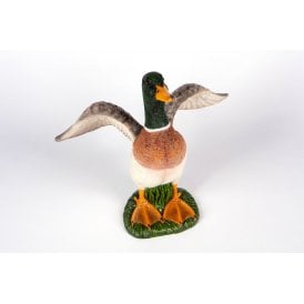 Flapping Mallard Duck