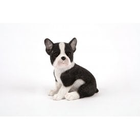French Bulldog Pup