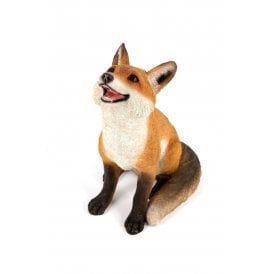 Gazing Fox