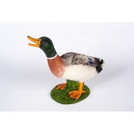 Gazing Mallard Duck