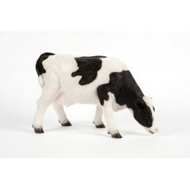 Grazing Black & White Cow