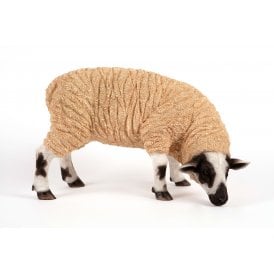 Grazing Sheep