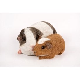 Guinea Pigs