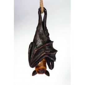 Hanging Bat