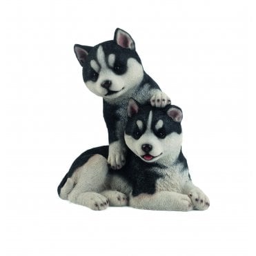 Husky Pups
