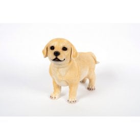 Labrador Standing