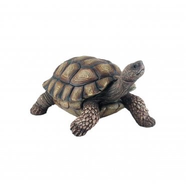 Large Galapagos Tortoise