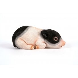 Laying Saddleback Piglet
