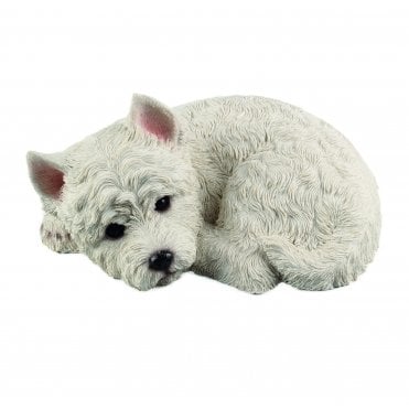 Laying Westie