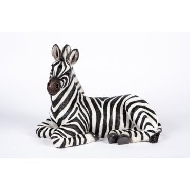 Laying Zebra