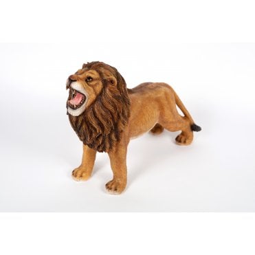 Lion Roaring