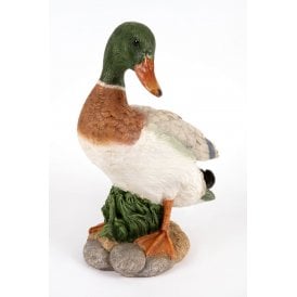 Mallard Duck