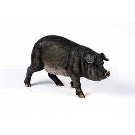 Medium Black Pig
