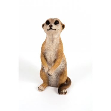 Meerkat