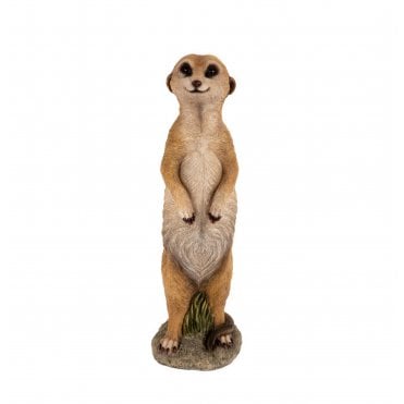Meerkat