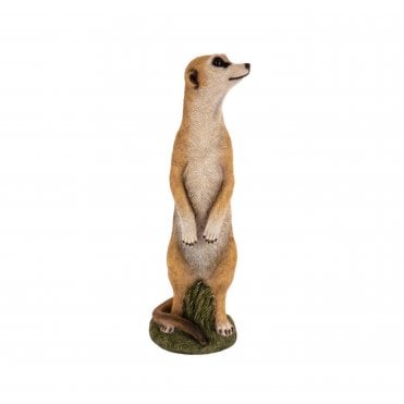 Meerkat