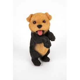 Norfolk Terrier Pup