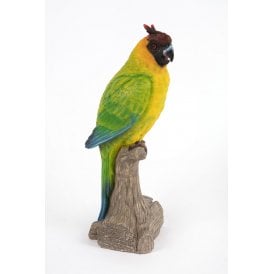 Parrot