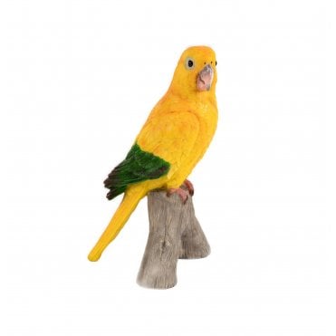 Parrot